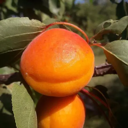 Asbacher Klosterkeller 3* Stratzing