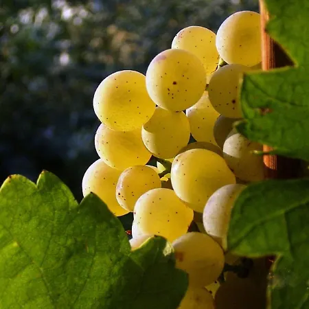 招待所 Asbacher Klosterkeller Stratzing