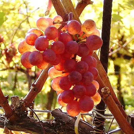 Asbacher Klosterkeller 招待所