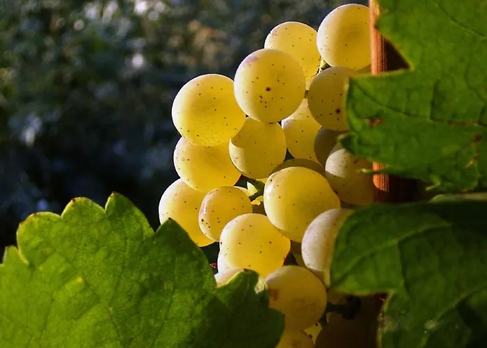 게스트하우스 Asbacher Klosterkeller Stratzing