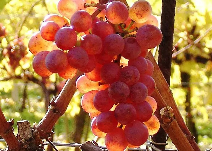 Asbacher Klosterkeller Guest house